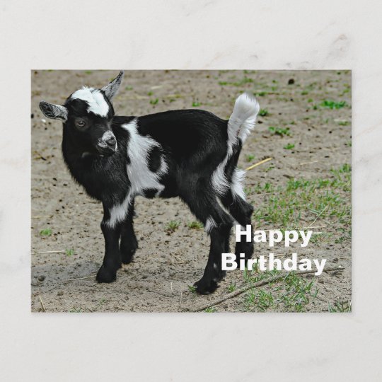 Carte Postale Photo Bebe Noir Et Blanc De Chevre D Anniversaire Zazzle Be