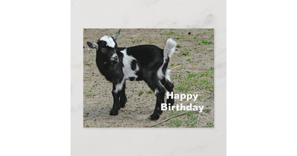 Carte Postale Photo Bebe Noir Et Blanc De Chevre D Anniversaire Zazzle Be
