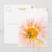 Carte postale photo Bee on a Pink Dahlia (Devant / Derrière)