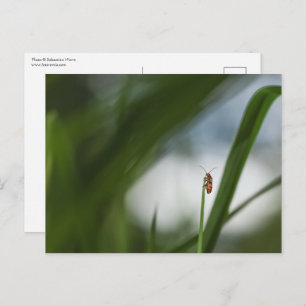 Carte postale photo Beetle Nature