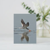 Carte Postale Photo Black Skimmer (Debout devant)