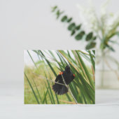 Carte postale photo Blackbird à aile rouge (Debout devant)