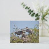 Carte postale photo Blue Heron Nest (Debout devant)