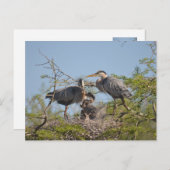 Carte postale photo Blue Heron Nest (Devant / Derrière)