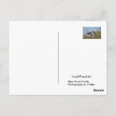 Carte postale photo Blue Heron Nest (Dos)