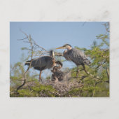 Carte postale photo Blue Heron Nest (Devant)