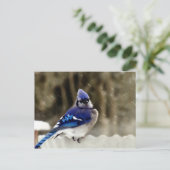 Carte Postale Photo Blue Jay (Debout devant)