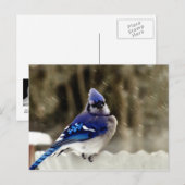 Carte Postale Photo Blue Jay (Devant / Derrière)
