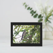Carte postale Photo Blue Jay (Debout devant)