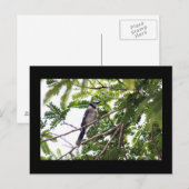 Carte postale Photo Blue Jay (Devant / Derrière)