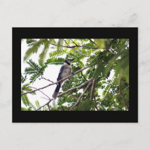 Carte postale Photo Blue Jay