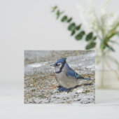 Carte Postale Photo Blue Jay (Debout devant)
