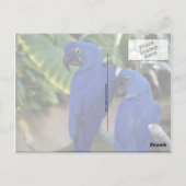 Carte postale Photo Blue Parrots (Dos)