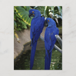 Carte postale Photo Blue Parrots