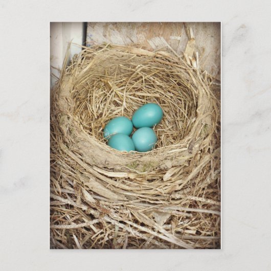 Carte postale photo Blue Robin Egg (Devant)