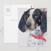 Carte Postale Photo Bluetick Coonhound (Devant / Derrière)