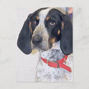 Carte Postale Photo Bluetick Coonhound