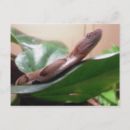 Carte Postale Photo Boa (Devant)