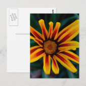 Carte Postale Photo botanique de fleur de trésor ensoleillée (Devant / Derrière)
