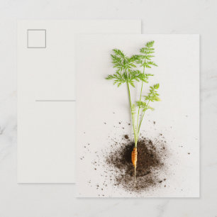 Carte Postale Photo botanique minimaliste de pousse de carotte