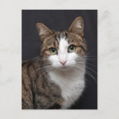 Carte Postale Photo Brown Tablette Personnalisée Chat pour anima (Devant)