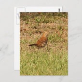 Carte Postale Photo Brown Thrasher Bird (Devant / Derrière)