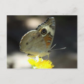 Carte Postale Photo Buckeye Butterfly on Yellow a Flower (Devant)