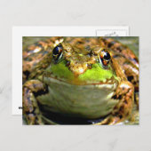 Carte Postale Photo Bullfrog (Devant / Derrière)