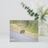 Carte postale photo Bunnies (Debout devant)