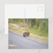 Carte postale photo Bunnies (Devant / Derrière)