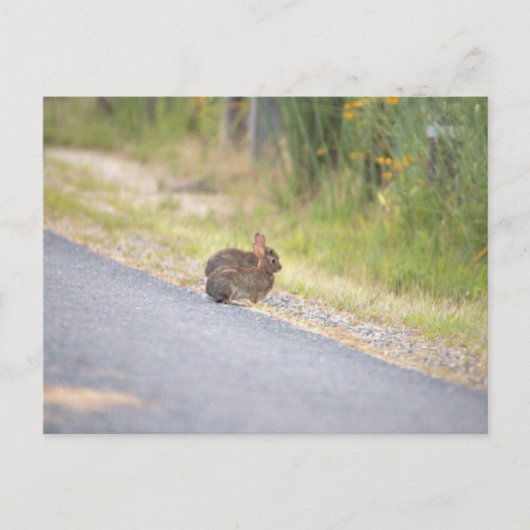 Carte postale photo Bunnies (Devant)