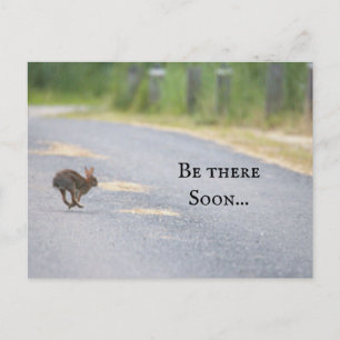 Carte postale photo Bunny