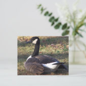 Carte postale Photo Canada Goose (Debout devant)