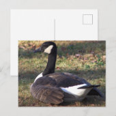 Carte postale Photo Canada Goose (Devant / Derrière)