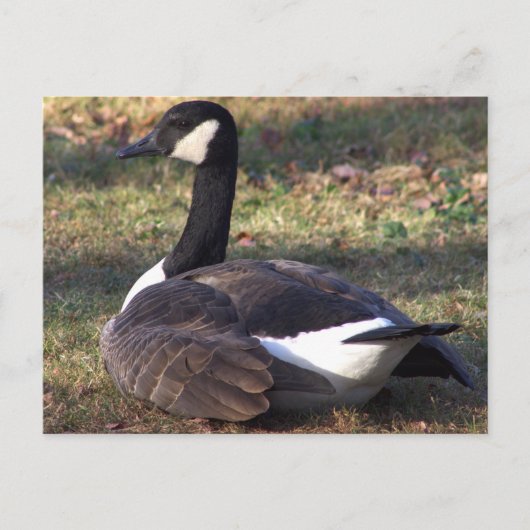 Carte postale Photo Canada Goose (Devant)