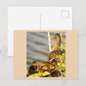 Carte postale photo Canard et Canard (Devant / Derrière)