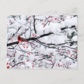 Carte Postale Photo Cardinal Arbre à Neige (Devant)