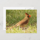 Carte postale Photo Cardinal Femme (Devant / Derrière)