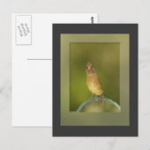 Carte postale Photo Cardinal Femme (Devant / Derrière)