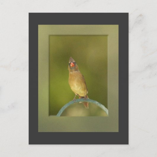 Carte postale Photo Cardinal Femme (Devant)