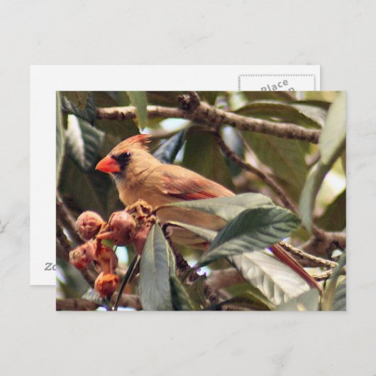 Carte postale Photo Cardinal Femme (Devant / Derrière)