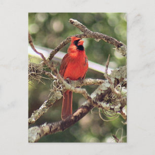 Carte postale Photo Cardinal Homme