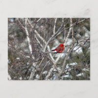 Photo Cardinal Snow Birch Tree
