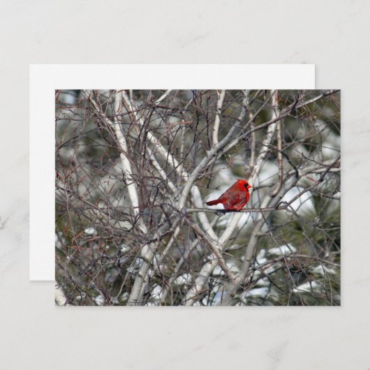 Carte Postale Photo Cardinal Snow Birch Tree (Devant / Derrière)