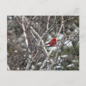 Carte Postale Photo Cardinal Snow Birch Tree (Devant)