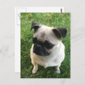 Carte Postale Photo carlin Puppy (Devant / Derrière)