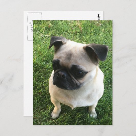 Carte Postale Photo carlin Puppy (Devant / Derrière)