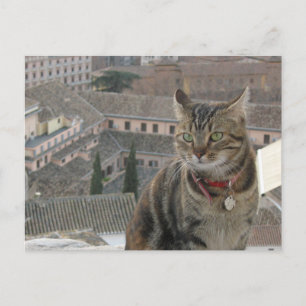 Carte postale Photo Cat