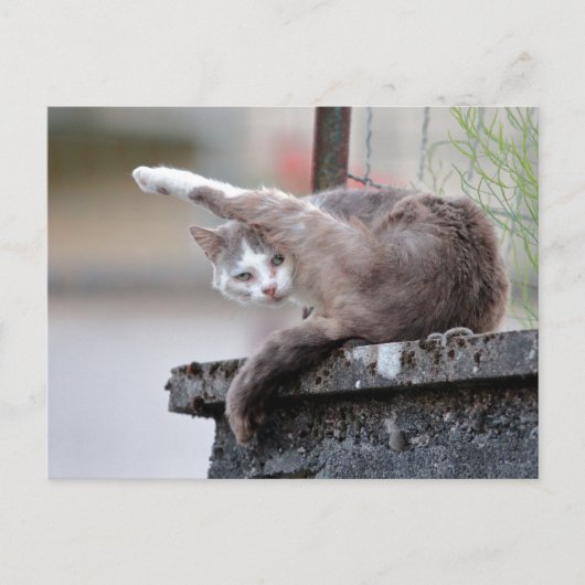Carte Postale Photo cat, animal de compagnie, animaux . (Devant)