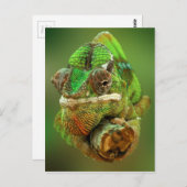Carte Postale Photo Chameleon (Devant / Derrière)